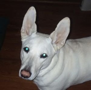 Meet your Posher, Abigail